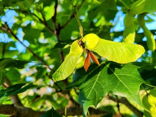 Green Maple Seeds and Lush Foliage Close-Up at Eye Level