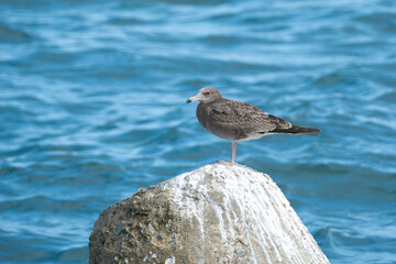 ウミネコの幼鳥