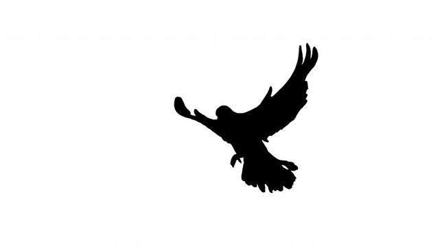 Silhouette bird flying slow motion on white background. Black and white for compositing and presentation. Alpha matte isolated.	