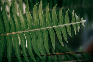 Nephrolepis Cordifolia, Paku Sepat, Pakis Kelabang © Bagus