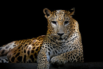Closeup of African leopard