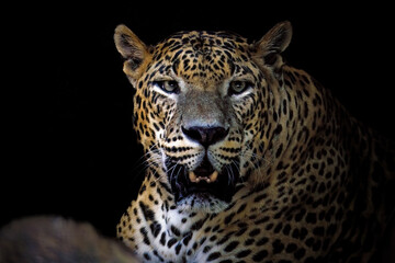 Closeup of African leopard