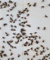 A lot of flies are stuck in the glue.