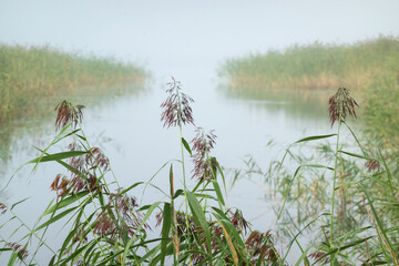 View of a small bay with a narrow outlet into the lake. Foggy morning. In the foreground there are...