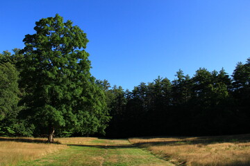 tree in the park
