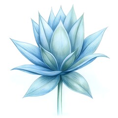 A delicate and detailed pencil illustration of a blue boldo flower.
