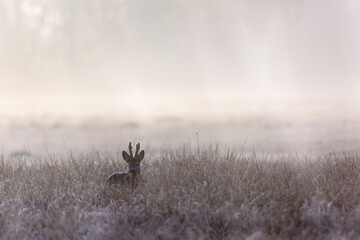 Rehbock im Bastgehörn im Morgennebel © Klaus