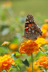 Thorn butterfly on flower