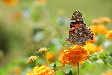 Thorn butterfly on flower