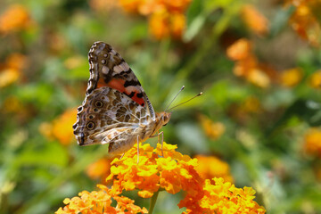 Thorn butterfly on flower