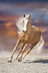 Palomino horse in motion