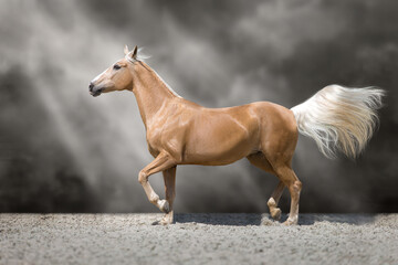 horse running in the desert