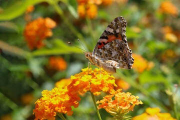 Thorn butterfly on flower