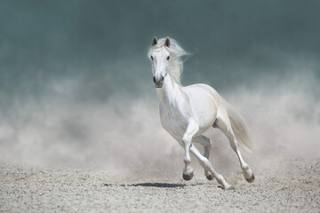 white horse running