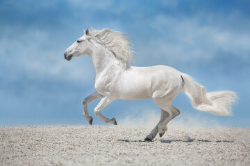 white horse running