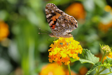 Thorn butterfly on flower