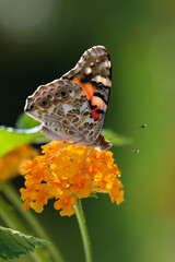 Thorn butterfly on flower
