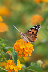 Thorn butterfly on flower