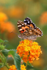 Thorn butterfly on flower