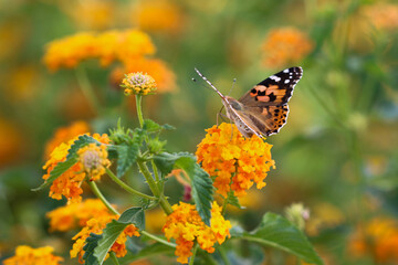 Thorn butterfly on flower