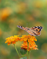 Thorn butterfly on flower