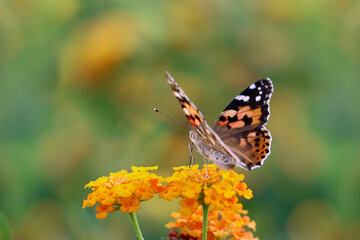 Thorn butterfly on flower