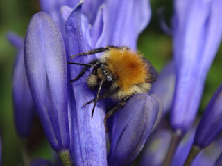 The common carder bee (Bombus pascuorum), male resting on blue African lily flowers