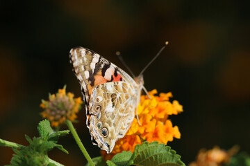 Thorn butterfly on flower