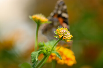 Thorn butterfly on flower