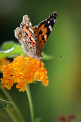 Thorn butterfly on flower