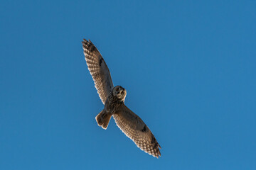 Flugbild einer Waldohreule