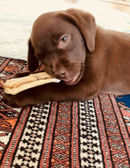 chocolate brown labrador puppy