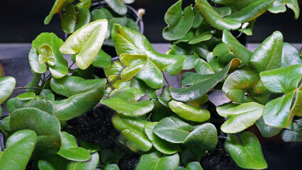 Close-Up of Green Heartleaf, Hemionitis, Air-Purifying Plant