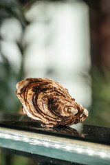 fresh and delicious oyster on a blurred background. space for text