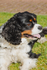 Fototapeta premium Black and Tan King Charles Cavalier Spaniel on a Sunny Day