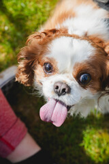 Close-Up of Happy King Charles Cavalier Spaniel on a Sunny Day