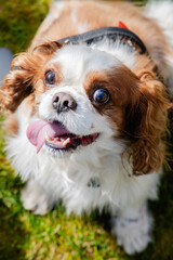 Close-Up of Happy King Charles Cavalier Spaniel on a Sunny Day