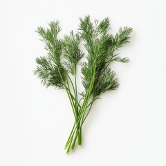 Sprigs of fresh dill arranged in a bouquet on a white background.