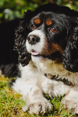 Black and Tan King Charles Cavalier Spaniel on a Sunny Day