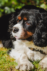 Black and Tan King Charles Cavalier Spaniel on a Sunny Day