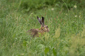 HARE - Cute mammal in the meadow