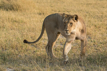 lions in BWA