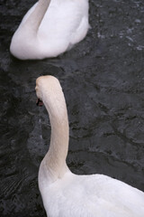 white swans on the water