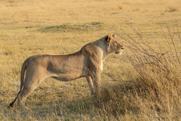 lions in BWA