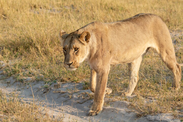 lions in BWA