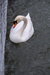 swan on the lake