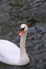 swan portrait on the lake