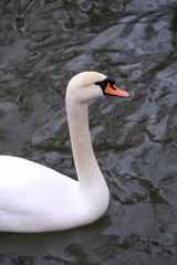 swan close up
