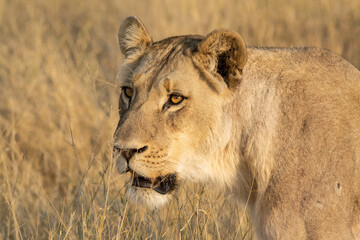 lions in BWA
