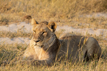 lions in BWA